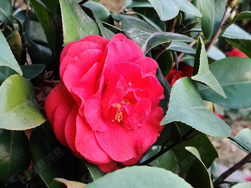 桂林鴻程花團錦簇，滿園春色，邀您一起共賞春景，共商大計！